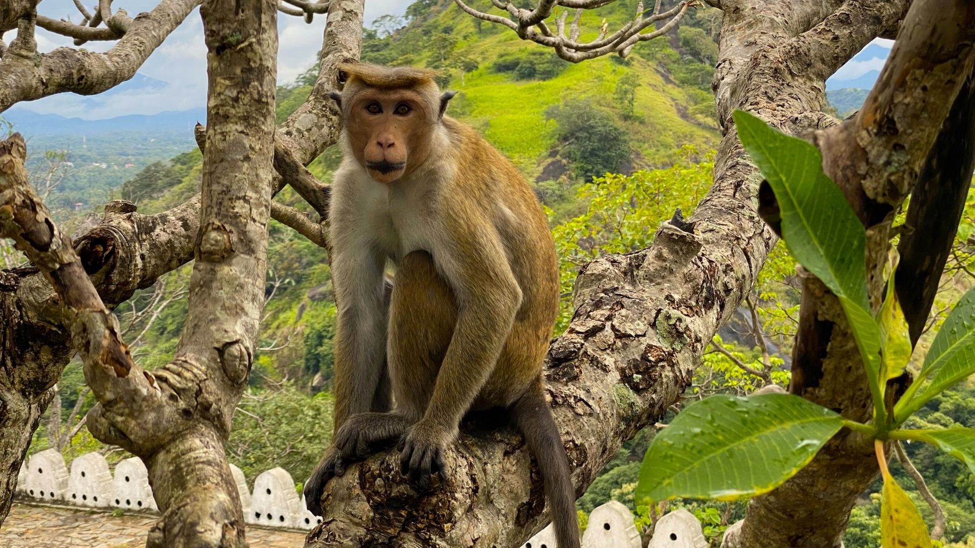 The Cave Chronicles: Discovering The Golden Temple Of Dambulla photo